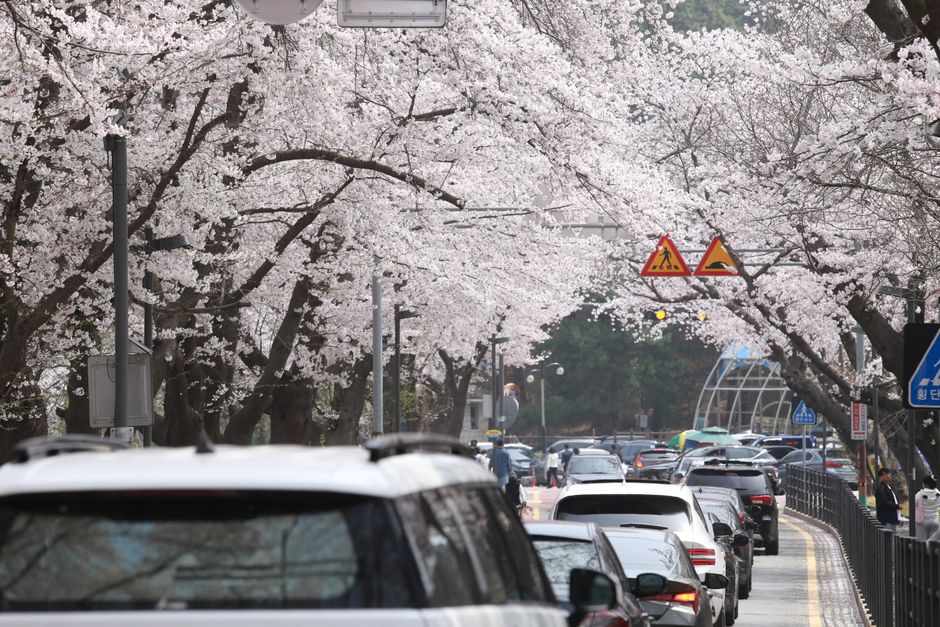 Urban street lined with blooming cherry blossoms and busy traffic in spring.