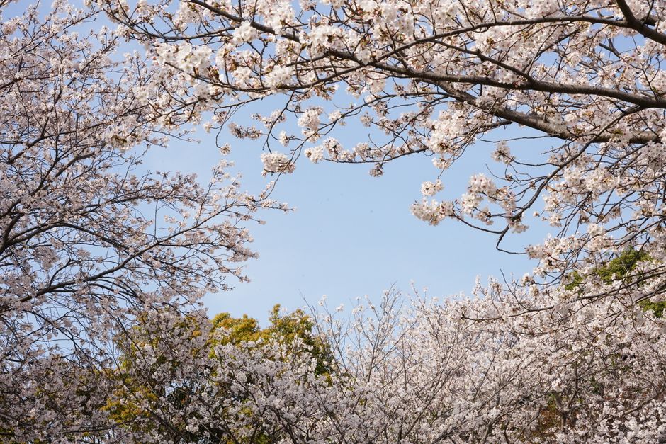 White cherry blossoms in full bloom against a clear blue sky in spring.