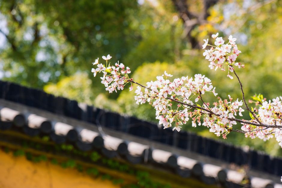 Delicate cherry blossoms in full bloom with a blurred traditional Asian-style roof in the background.